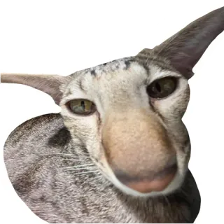 🙄 fa585c67 chat, animal, animal de compagnie, drôle, mème, Shorthair oriental, mammifère, chat domestique telegram sticker