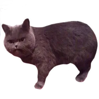 😡 fdfaff0b chat, animal de compagnie, animal, british shorthair, mème, mignon, autocollant telegram sticker