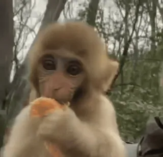 🍊 1fe62ade mono, animal, vida salvaje, lindo, primate, comiendo whatsapp sticker