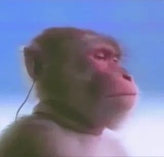 🎧 23c7662b mono, animal, simio, primate, aburrido, escuchando whatsapp sticker