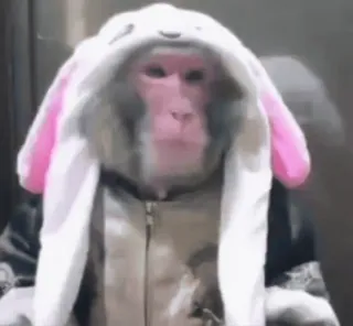 🐰 592482a3 mono, animal, disfraz de conejo, lindo, primate whatsapp sticker