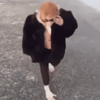 😎 742b76d7 whatsapp sticker