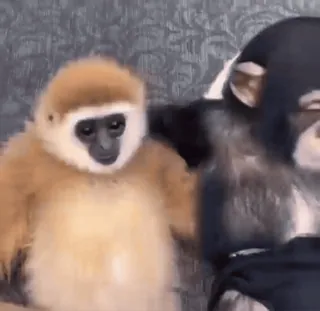 💖 79902ecf mono, gibón, animales, lindo, primates, fauna whatsapp sticker