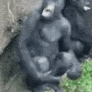 😡 9578221f Gorila, Simio, Animal, Fauna, Primate whatsapp sticker