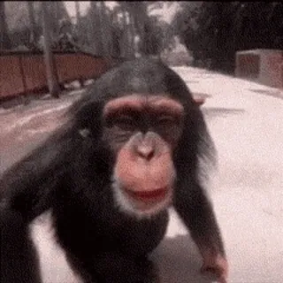 😘 cce8588b animal, chimpancé, mono, primate, vida salvaje, simio whatsapp sticker