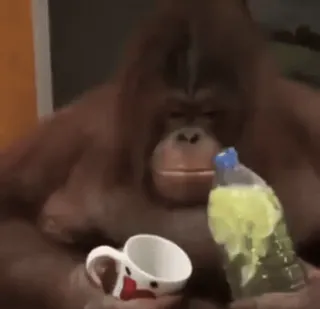 🧃 d4865bb1 orangután, animal, primate, simio, bebiendo, taza, botella whatsapp sticker