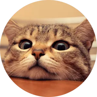 😼 07ea30c6 gato, animal, animal de estimação, fofo, felino, doméstico, gatinho telegram sticker