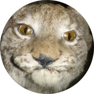 V&T telegram stickers