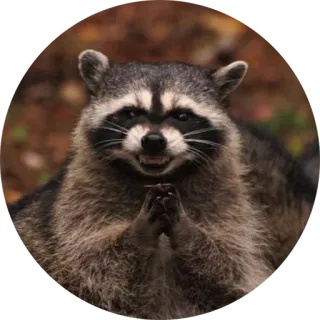 👹 d87e4e2d guaxinim, animal, vida selvagem, tramando, travesso, mamífero telegram sticker