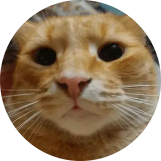 🙀 f9c3302a gato, animal, animal de estimação, animal doméstico, mamífero, gato ruivo, rosto telegram sticker