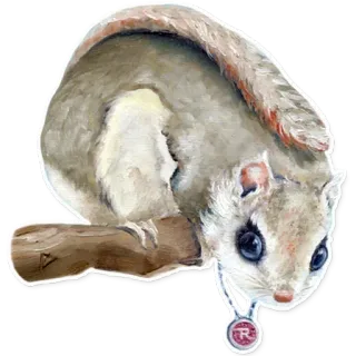 🔴 3e0216fd scoiattolo, animale, roditore, fauna selvatica, natura, adesivo whatsapp sticker