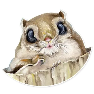 🐿 c3489349 scoiattolo, animale, carino, mammifero, natura, fauna selvatica whatsapp sticker