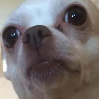 🐕 012fcd51 chien, chihuahua, mignon, animal de compagnie, animal, mème, drôle telegram sticker