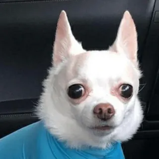 🐕 07d51607 chien, chihuahua, animal, animal de compagnie, mignon, petit chien telegram sticker