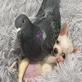 🐶 09596310 pigeon, chien, animal, animal de compagnie, mignon, drôle, amitié, chihuahua telegram sticker