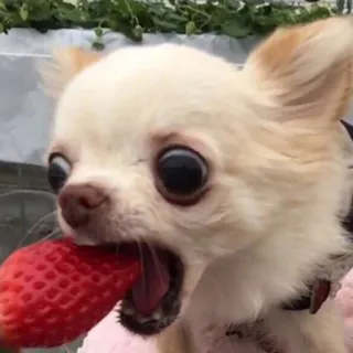 🐶 0e9f7bbf chien, chihuahua, fraise, fruit, mignon, animal, animal de compagnie telegram sticker