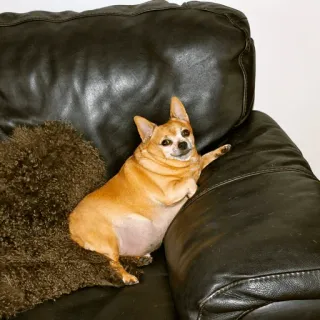 🐕 11dab3a4 chien, chihuahua, animal de compagnie, animal, canapé, meuble, portrait telegram sticker