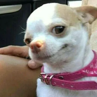 🐶 1491fb2b chihuahua, chien, animal de compagnie, animal, petit chien, mignon, collier, mammifère telegram sticker