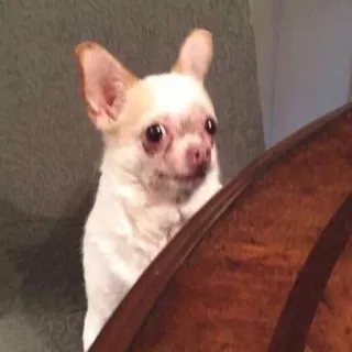 🐶 1c213386 Chihuahua, chien, animal, animal de compagnie, petit chien, mammifère telegram sticker
