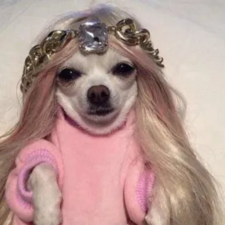 🐶 1e253bc8 chien, chihuahua, perruque, couronne, animal de compagnie, animal, mignon telegram sticker