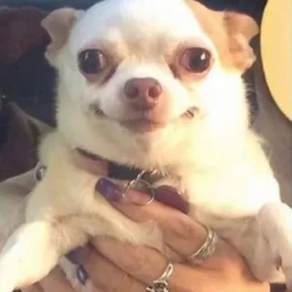 🐕 223ffc5c chien, chihuahua, animal de compagnie, animal, petit chien, chien drôle telegram sticker