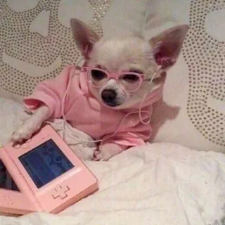 🐕 23073896 chien, chihuahua, mignon, animal de compagnie, gamer, jeu vidéo, Nintendo DS, rose telegram sticker