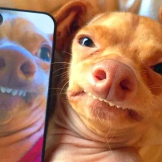 🐶 2ad54d2c chien, chihuahua, animal, animal de compagnie, drôle, coque téléphone, mignon, mème telegram sticker