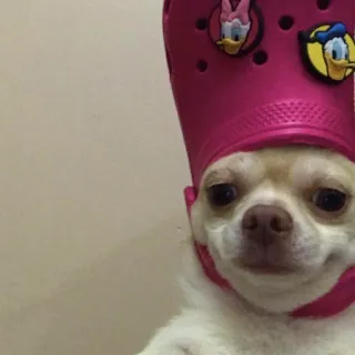 🐕 32a71c28 chien, chihuahua, croco, animal, animal de compagnie, drôle, mignon telegram sticker