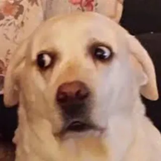 🐶 32e31cdb chien, labrador, animal, animal de compagnie, drôle, mème, effrayé, choqué telegram sticker