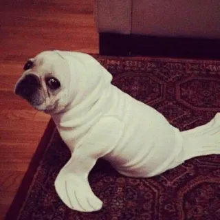 🐕 362a2494 chien, phoque, animal, drôle, mignon, animal de compagnie, mammifère, costume telegram sticker