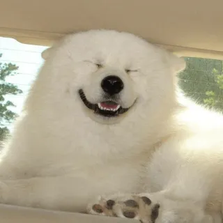 🐕 4464c739 chien, samoyède, chien blanc, mignon, chien souriant, animal de compagnie, animal telegram sticker