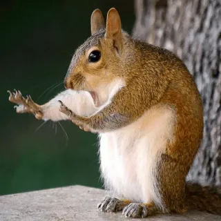 🐀 447fc11f écureuil, animal, nature, rongeur, faune telegram sticker