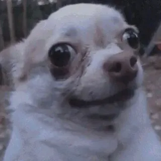 🐶 4662926b chien, chihuahua, animal, animal de compagnie, mignon, drôle, mème telegram sticker