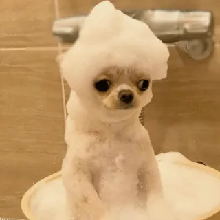 🐕 4877a994 chien, animal de compagnie, animal, douche, bulles, chihuahua, mignon telegram sticker