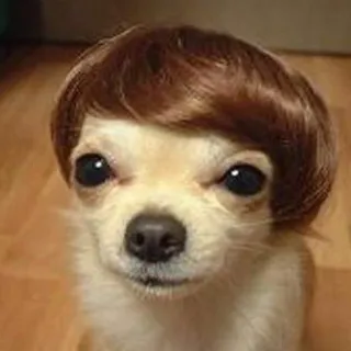 🐶 4d66e324 chien, chihuahua, perruque, mignon, drôle, animal telegram sticker