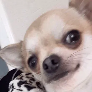 🐕 554cdabf chien, chihuahua, animal de compagnie, animal, mignon, drôle, portrait telegram sticker