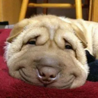 🐕 586938ec chien, shar pei, ridé, mignon, animal de compagnie, animal telegram sticker