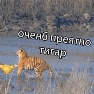 🐕 60ef5fe2 очень преятно тигар tigre, poignée de main, drôle, mème, animal telegram sticker