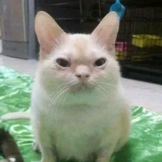 🐕 62b5b2cb chat, animal, animal de compagnie, drôle, mème, mignon, félin telegram sticker