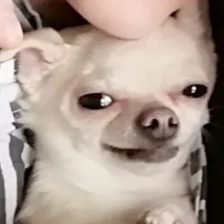 🐶 719e3805 chien, chihuahua, animal de compagnie, animal, drôle, mignon telegram sticker