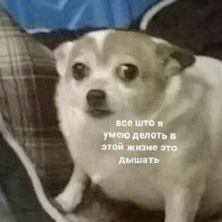 🐶 748ec266 все што я умею делоть в этой жизне это дышать chien, chihuahua, mème, animal, animal de compagnie, russe, texte telegram sticker