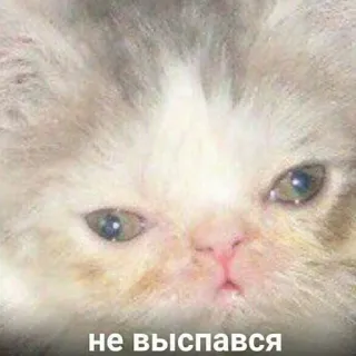🐶 79fecbd8 не выспався chat, fatigué, endormi, mème, animal, mignon telegram sticker