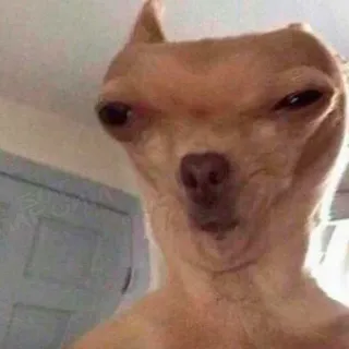 🐶 8ad9be32 chien, chihuahua, drôle, mème, animal, animal de compagnie telegram sticker
