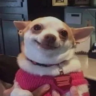 🐕 8d4a7725 chien, chihuahua, animal de compagnie, animal, mignon, drôle telegram sticker