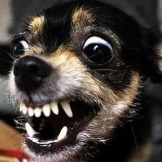 🐶 91e6893d chien, en colère, agressif, chihuahua, animal, animal de compagnie, dents telegram sticker