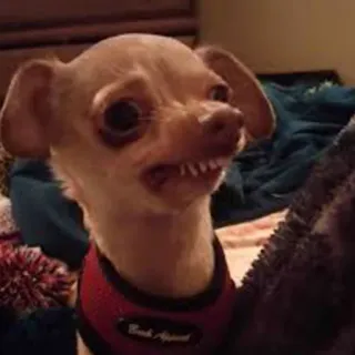 🐶 a3cda8e2 chien, chihuahua, animal de compagnie, animal, drôle, portrait telegram sticker