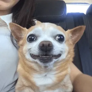 🐕 a8bbf698 chien, chihuahua, animal de compagnie, animal, mignon, souriant, animal domestique telegram sticker