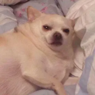 🐶 b6bd6ccb chien, chihuahua, drôle, animal, animal de compagnie, mème telegram sticker