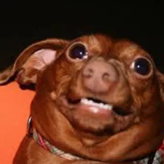 🐶 bb2de5b1 chien, drôle, mème, animal, animal de compagnie, humour telegram sticker