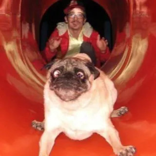 🐶 bf971cf7 carlin, chien, glissade, drôle, animal de compagnie, animaux, homme telegram sticker